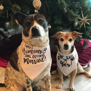 Set of 2 dog handkerchiefs.